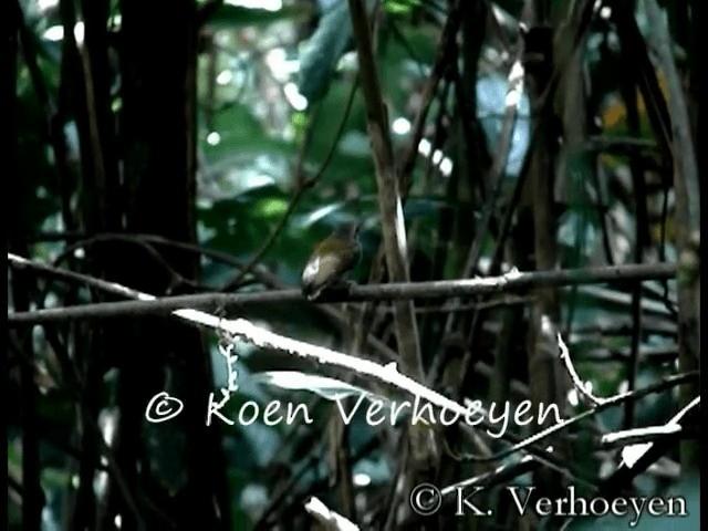 African Piculet - ML201131581