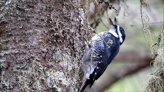 Black-backed Woodpecker - ML201131621