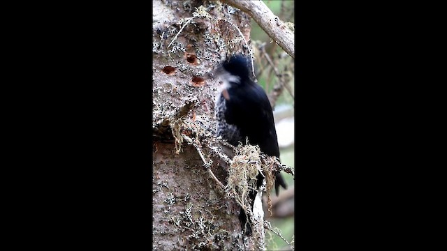 Black-backed Woodpecker - ML201131631