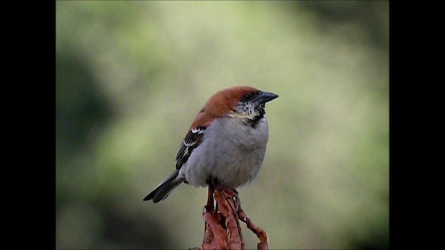 Russet Sparrow - ML201131741