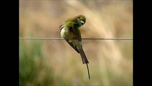Asian Green Bee-eater - ML201131781