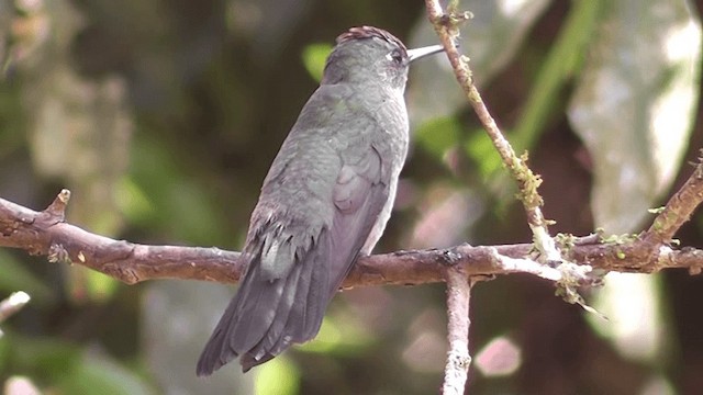 Sombre Hummingbird - ML201132041