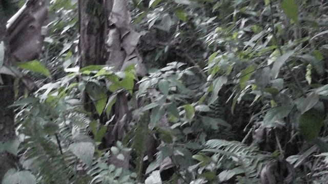Лесной саракура - ML201132171