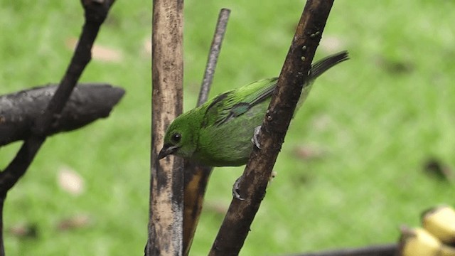 Green-headed Tanager - ML201132231