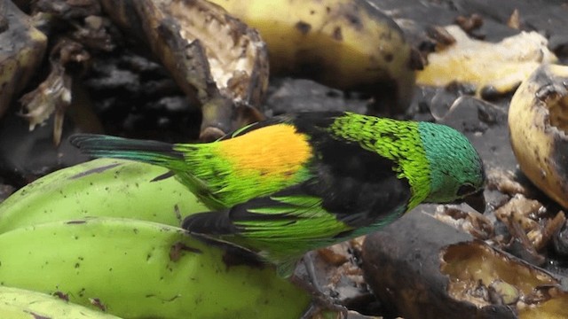 Green-headed Tanager - ML201132241