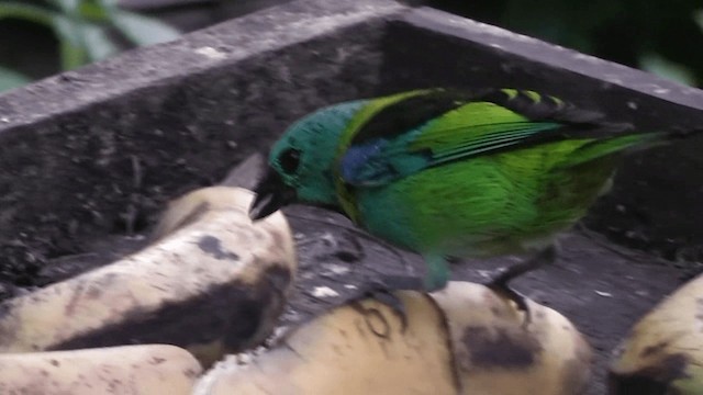 Green-headed Tanager - ML201132451