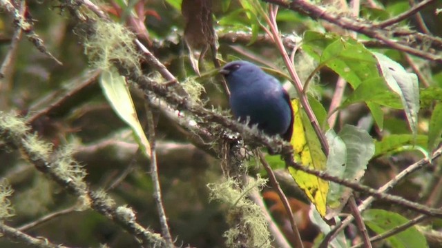 Blue-and-black Tanager (Blue-and-black) - ML201132691