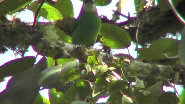 arassari bělohrdlý (ssp. albivitta/phaeolaemus) - ML201132761