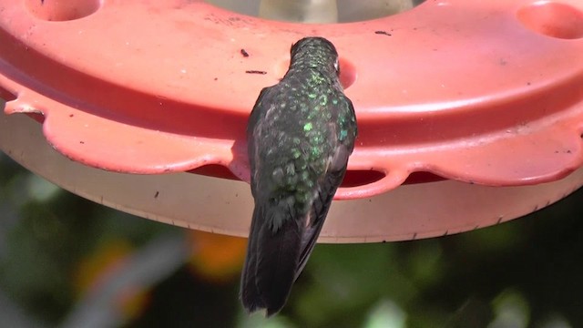 Speckled Hummingbird - ML201133021