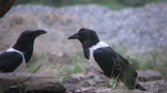 Pied Crow - ML201133241