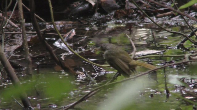Red-tailed Greenbul - ML201133251