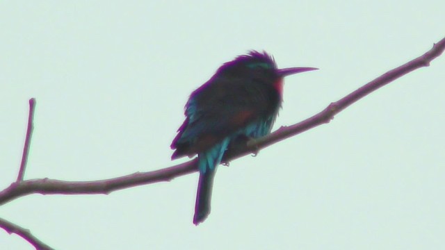 Black Bee-eater - ML201133631