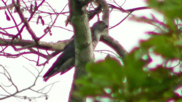 African Cuckoo-Hawk - ML201133741