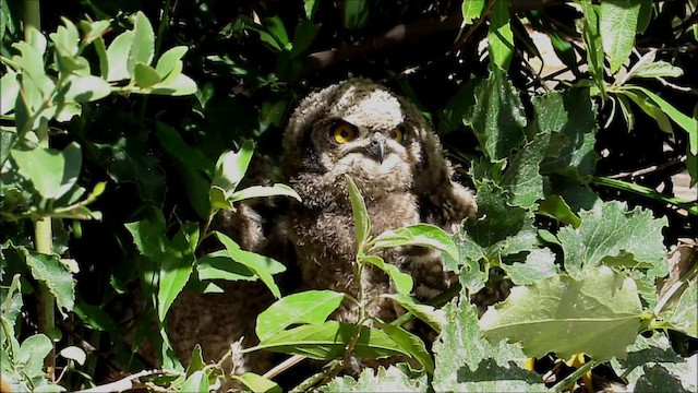 Spotted Eagle-Owl - ML201133831