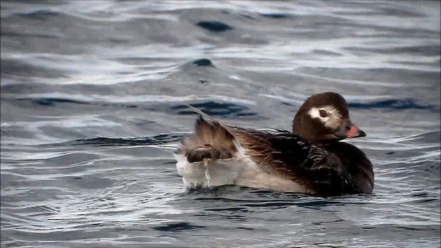 Long-tailed Duck - ML201133931