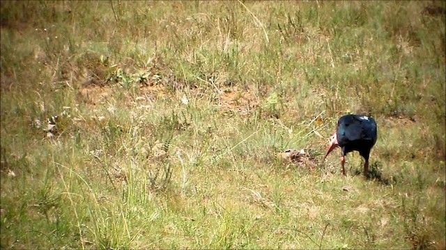 ibis jihoafrický - ML201134071