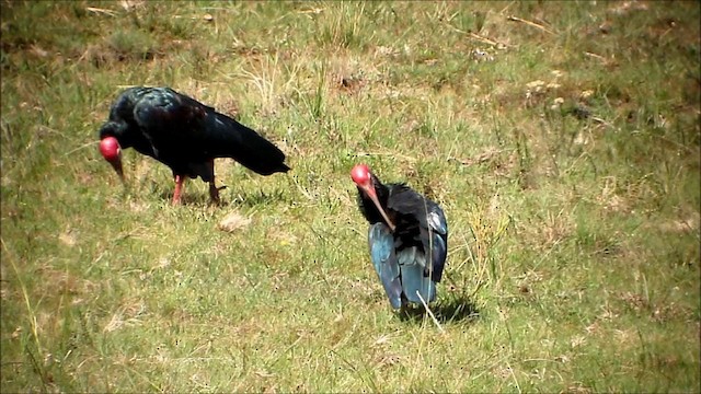 ibis jihoafrický - ML201134081