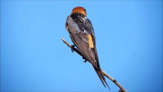 Greater Striped Swallow - ML201134091