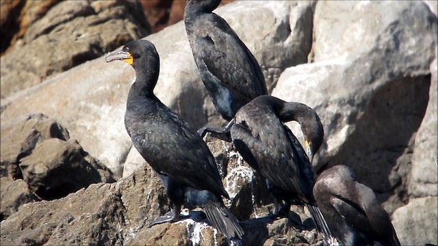 Cape Cormorant - ML201134261