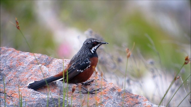 Cape Rockjumper - ML201134271