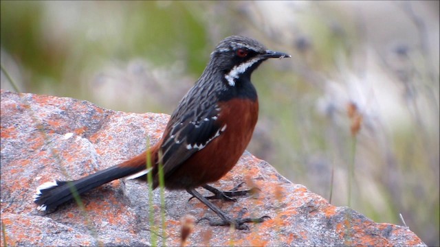 Cape Rockjumper - ML201134281