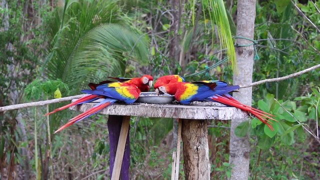 Scarlet Macaw - ML201134301