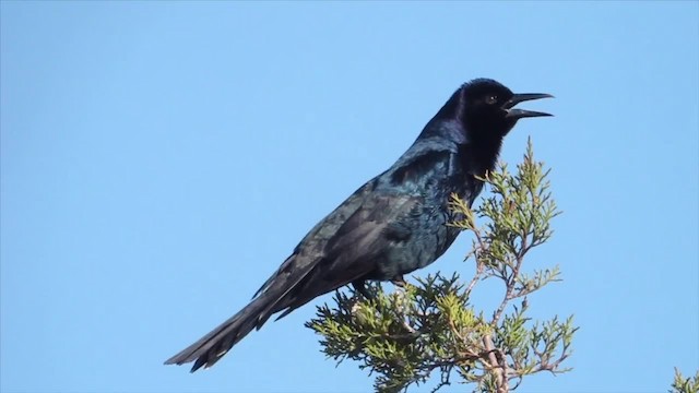 Boat-tailed Grackle - ML201134331