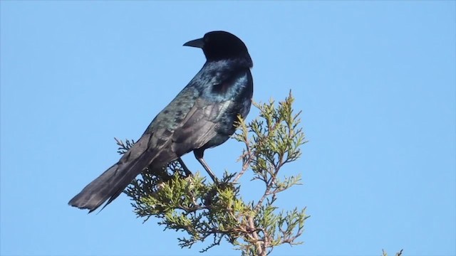 Boat-tailed Grackle - ML201134341