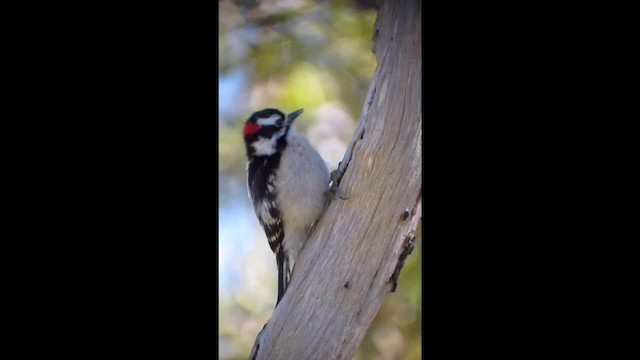 Downy Woodpecker (Eastern) - ML201134351