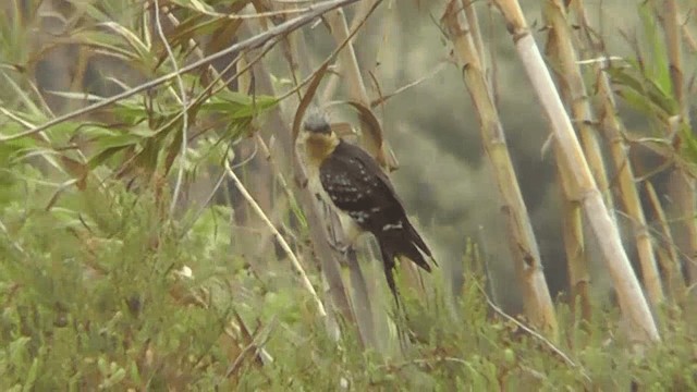 Great Spotted Cuckoo - ML201134961