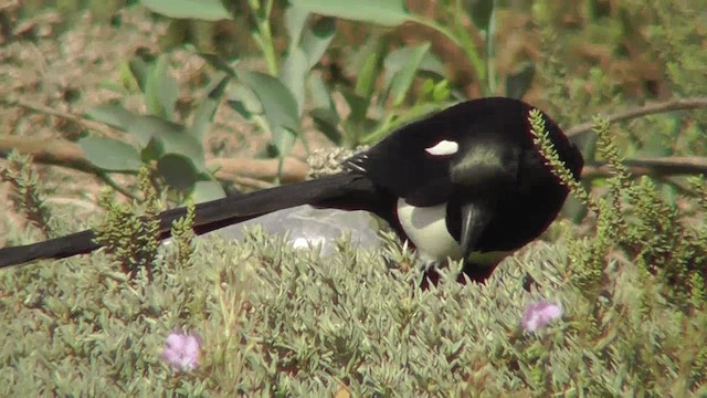 Maghreb Magpie - ML201135031