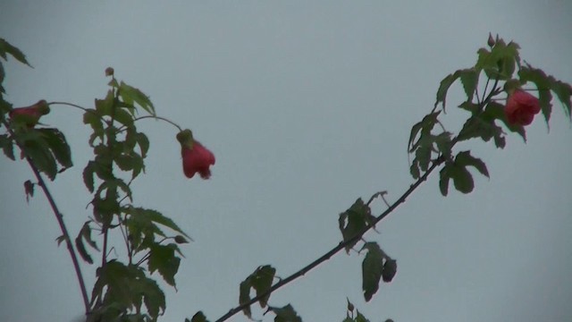 Giant Hummingbird - ML201135191