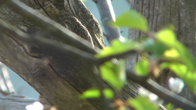 Grimpereau des bois - ML201135471