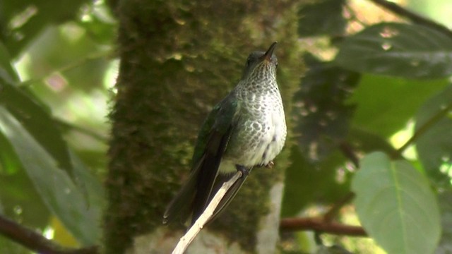 Many-spotted Hummingbird - ML201135671