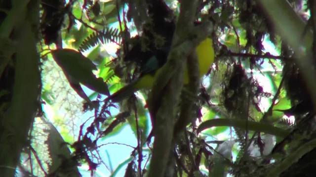 Blue-winged Mountain Tanager (Blue-winged) - ML201135711