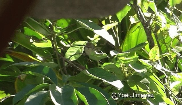 Common Tailorbird - ML201136691