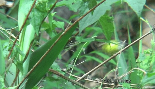 Yellow-bellied Warbler - ML201137151