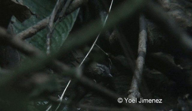 Gray-throated Babbler - ML201137181