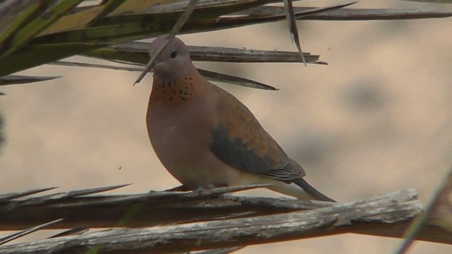 Laughing Dove - ML201137401