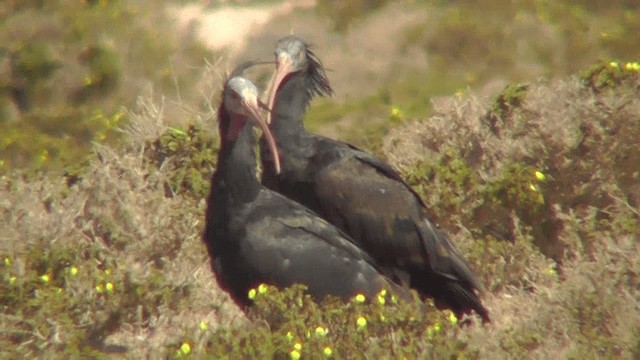 skallet ibis - ML201137481