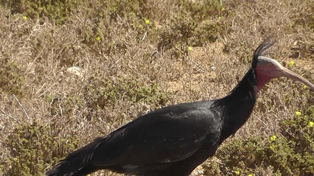 skallet ibis - ML201137551