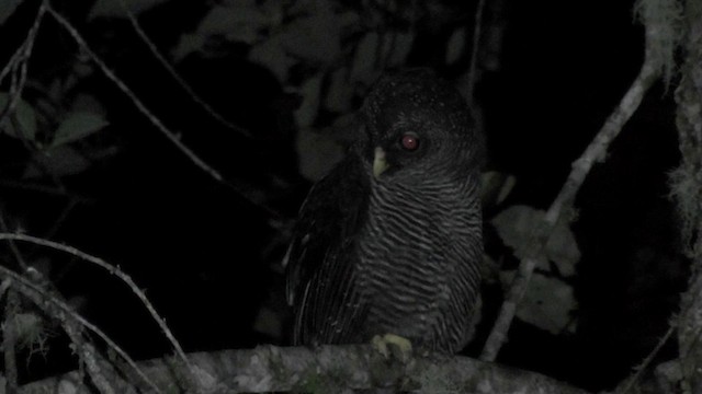 Black-banded Owl (San Isidro) - ML201138031