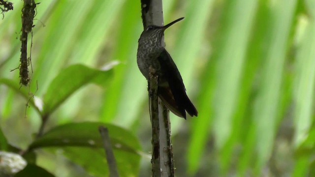 Many-spotted Hummingbird - ML201138071