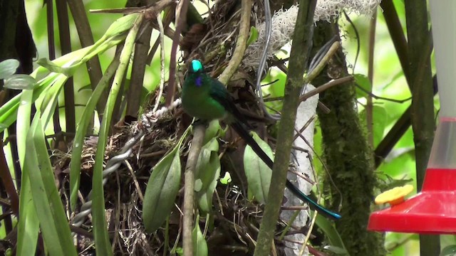 Long-tailed Sylph - ML201138081