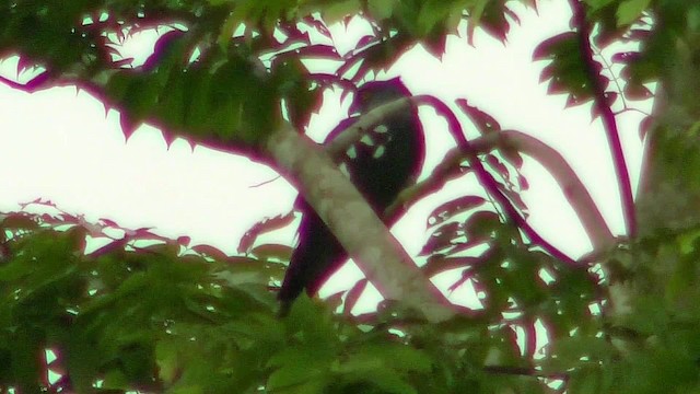 African Cuckoo-Hawk - ML201139201