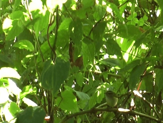 Ashy-throated Warbler - ML201139541