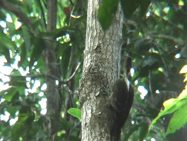 Orange-backed Woodpecker - ML201139611