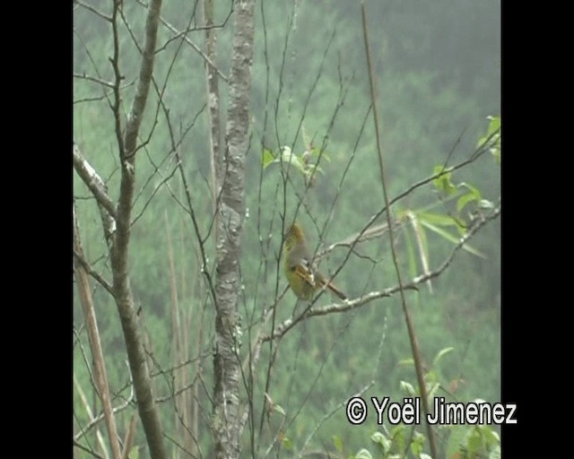 Chestnut-tailed Minla - ML201139801
