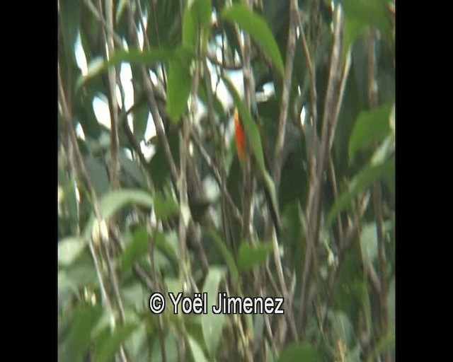 Green-tailed Sunbird - ML201139811
