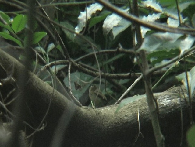White-throated Spadebill (Eastern) - ML201140021